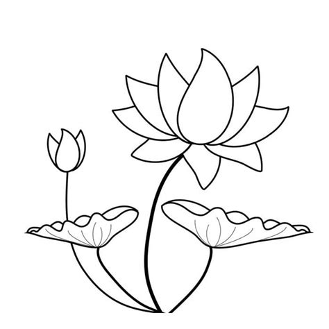 Black White Drawing Lotus Flower Wild Flower Image – VinaFrog