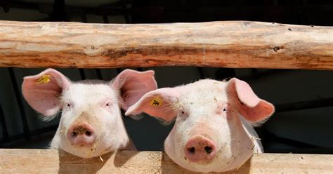 From pig poo to power for you: New joint venture will convert methane ...