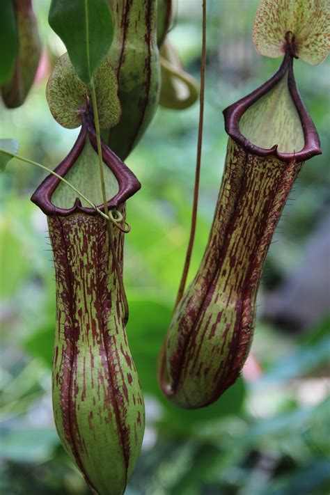 Nepenthes (Tropical Pitcher Plant) - Plant Profile - Oxley Nursery ...