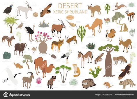 Desert Biome Xeric Shrubland Biome Natural Region Infographic ...