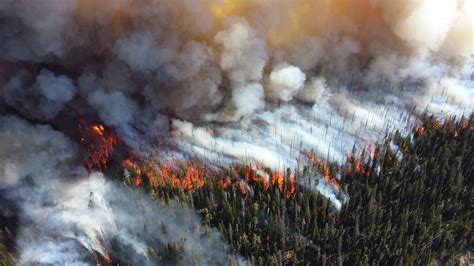 Les feux de forêt semblent être la dernière préoccupation des Etats ...