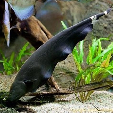 Black Ghost Knifefish Apteronotus albifrons The Fishkeeper | Akvaario