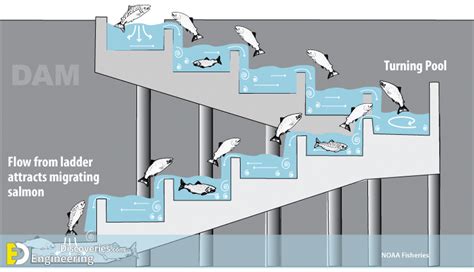 Different Types Of Fish Ladders (Fishways) - Engineering Discoveries