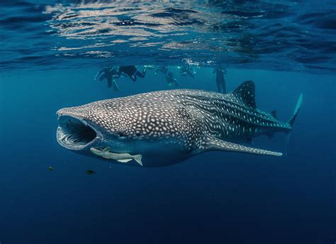 Swim With Whale Sharks Exmouth | Whale Shark Diving Exmouth