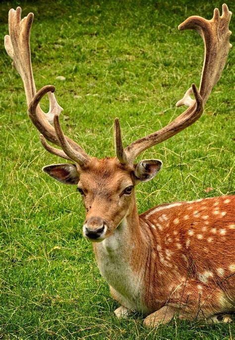 Huge antlers of a fallow deer - About Wild Animals