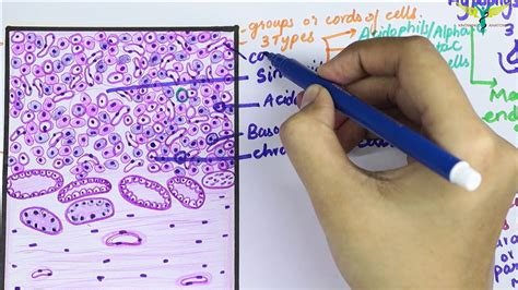 Anterior Pituitary Histology