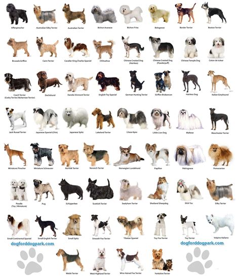 Small Dog Breeds Chart, Toy Dog Breeds, Dog Breeds List Of, Types Of ...