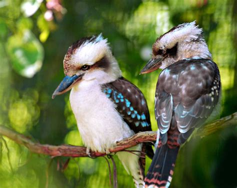 Kookaburra Wallpapers - Wallpaper Cave