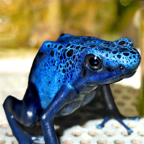 DENDROBATES AZUREUS - Caractéristiques, photos et vidéo