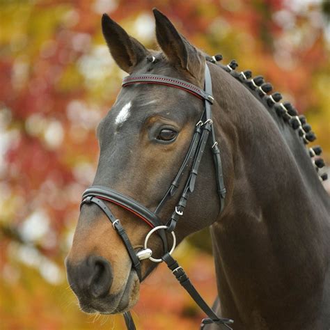 cavallo (With images) | Horses, Horse bridle, English horse bridle