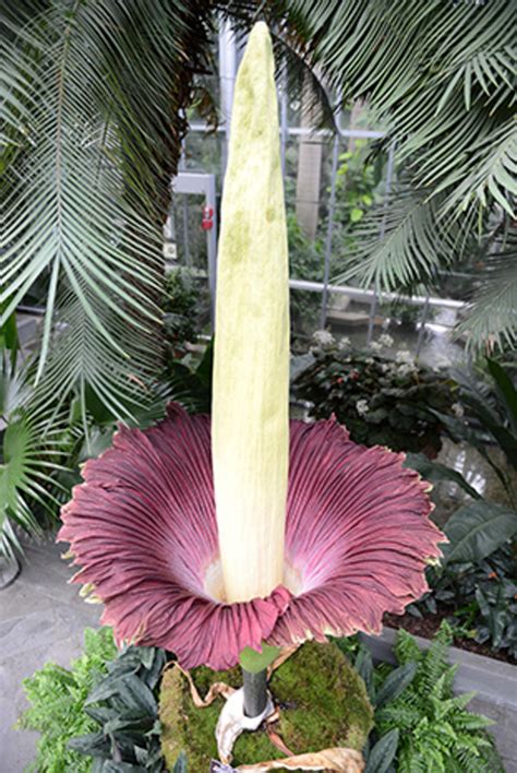 "Corpse flower" in bloom