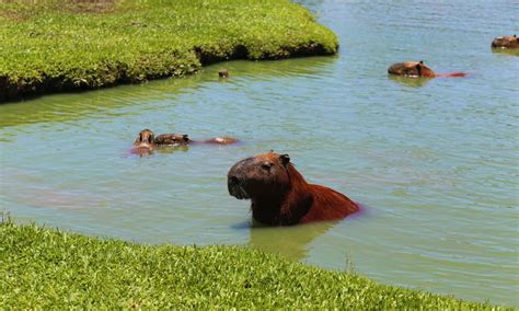 Capybara Location: Where Do Capybaras Live? - A-Z Animals