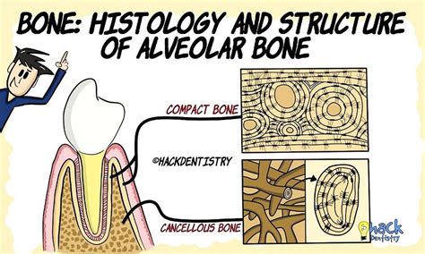 ALVEOLAR BONE: Histology and Structure - Odonto-Tv