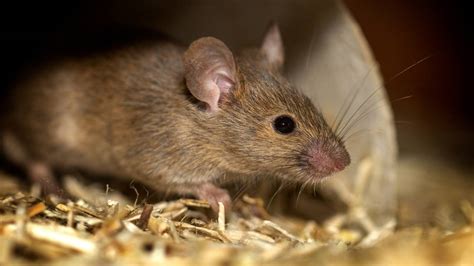 Can Rats Come Through The Chimney? Facts You Need To Know