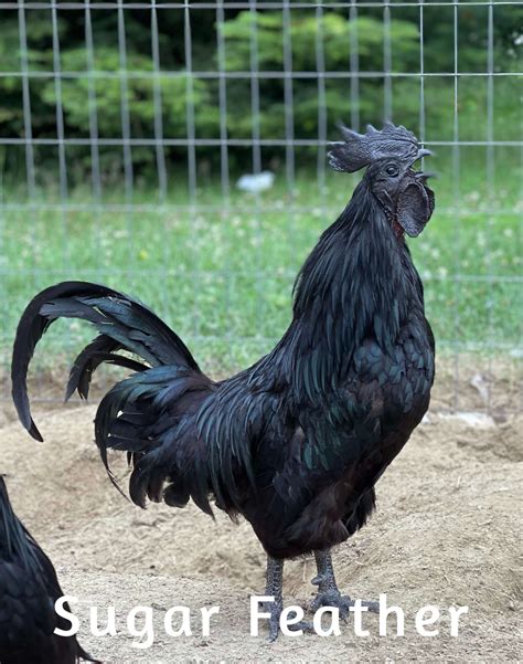 Ayam Cemani Hatching Eggs