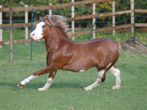 Best Horse Breeds For Small Riders