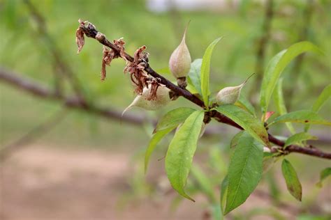 Causes of Twig Dieback in Peach Trees - Alabama Cooperative Extension ...