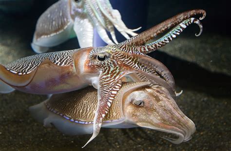 Artes de Pesca: VAMOS A PESCAR CHOCO - SEPIA O JIBIA + LA POTA VOLADORA