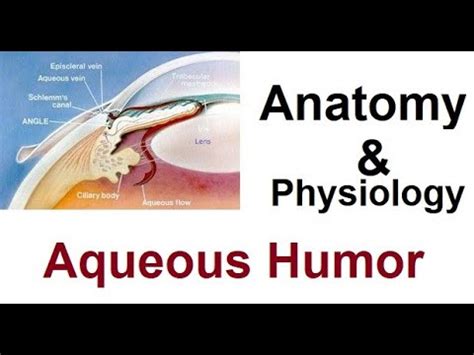 Anatomy and Physiology of Aqueous Humor - YouTube