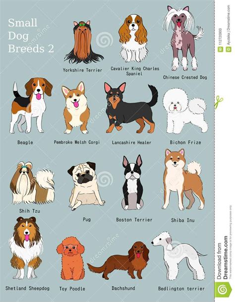 A Z Dog Breed Names