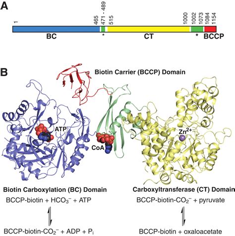 Domain Architecture of Pyruvate Carboxylase, a Biotin-Dependent ...