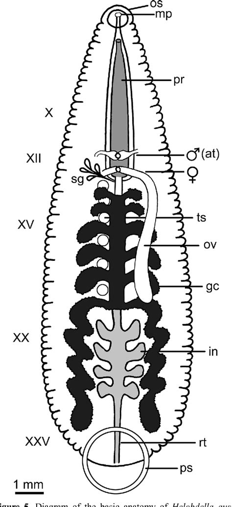 Leech Anatomy - Anatomy Book