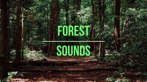 Forest Sounds - Nature Sounds for Meditation - Relaxing Sounds - YouTube