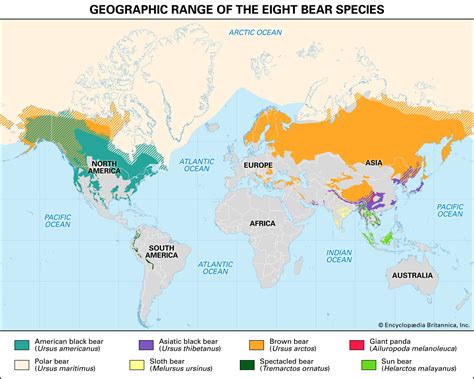 World map of the bear population - Vivid Maps