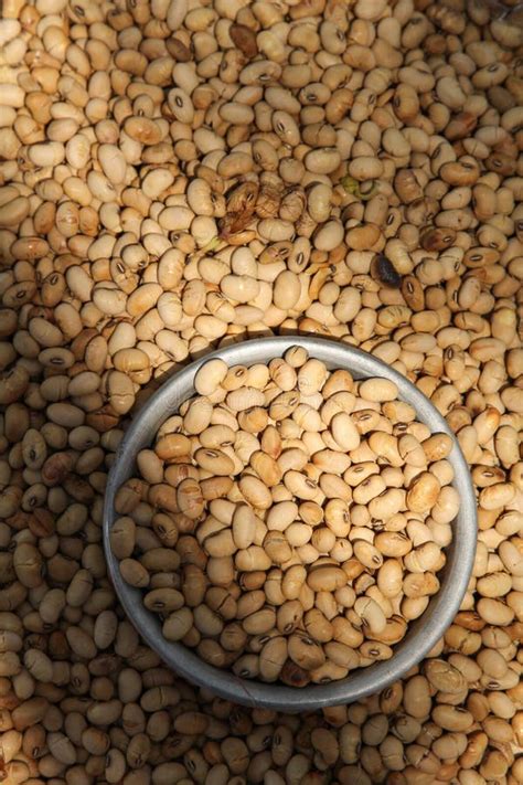 Dried Soybeans Ready for Sale Stock Image - Image of heap, texture ...