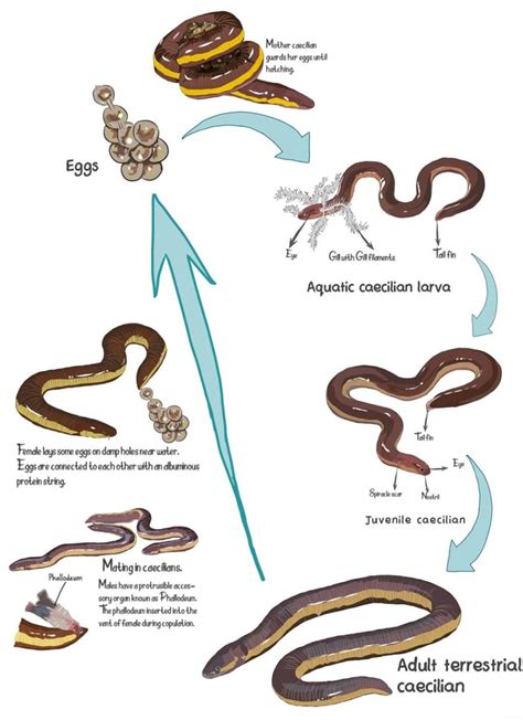 The life cycle of oviparous metamorphic caecilians - Mother caecilian ...