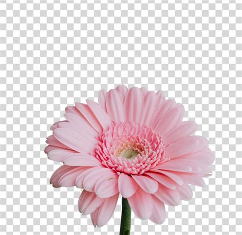 Premium PSD | Pink flower, a pink flower transparent background png clipart