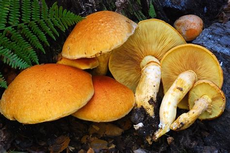 Gymnopilus Mushroom Species | The Santa Cruz Mycoflora Project