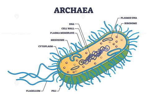 Archaea or archaebacteria detailed anatomical inner structure outline ...