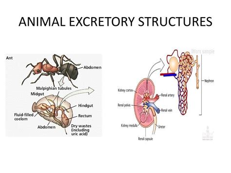 Anatomy Of Excretory System