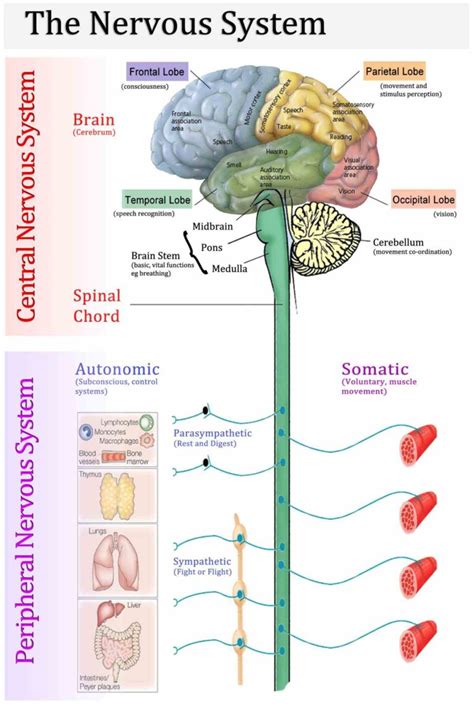 spinal cord it includes cranial nerves spinal some Anatomy Of ...