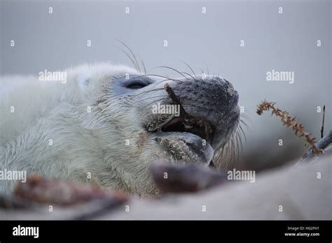 Gray Seal (Halichoerus grypus) Pup Helgoland Germany Stock Photo - Alamy