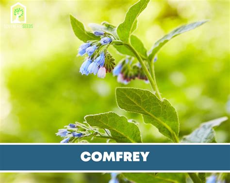 Comfrey True Medicinal Herb Seeds GMO Free symphytum - Etsy