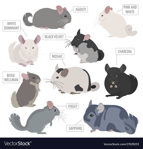 Chinchilla breeds icon set flat style isolated Vector Image