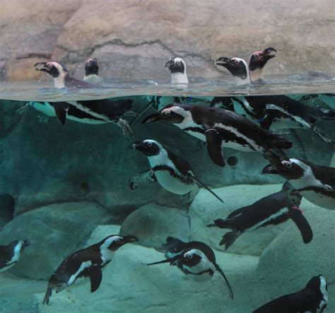 Good Hope for African Penguins - Denver Zoo