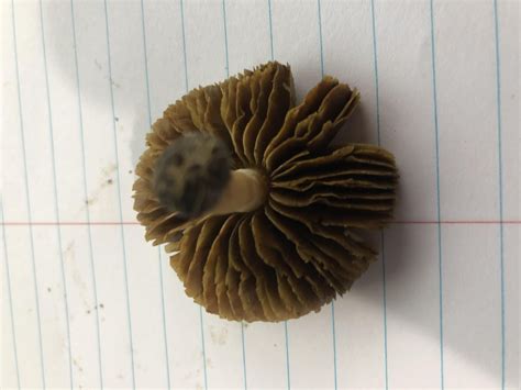 Help Identify. Psilocybe ovoideocystidiata? : r/mycology