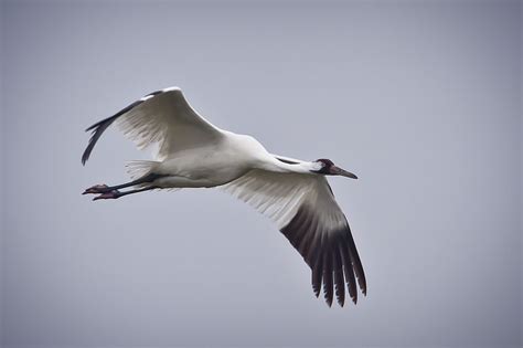 Whooping Crane Migration - California Academy of Sciences