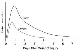 What Is The Difference Between Lipase And Amylase Activity - Infoupdate.org