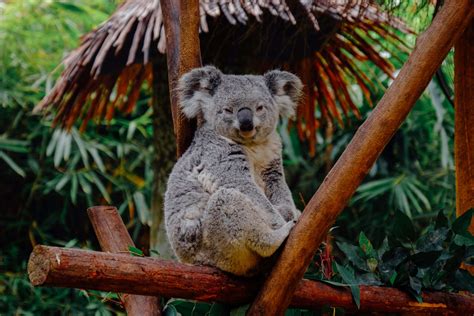 Koalas Rescued from Australian Bushfires to be Re-Introduced into Wild ...