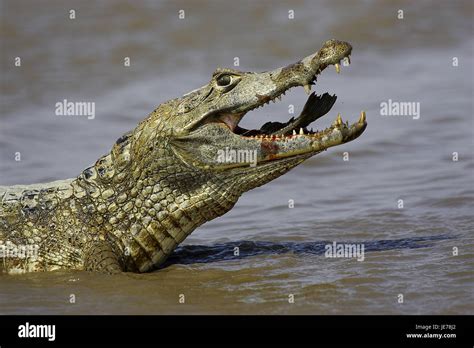 Crocodile cayman, Caiman crocodilus, adult animal, fishing, batch ...