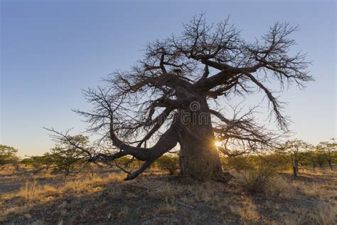 Baobab tree at sunset stock photo. Image of makgadikgadi - 103255196