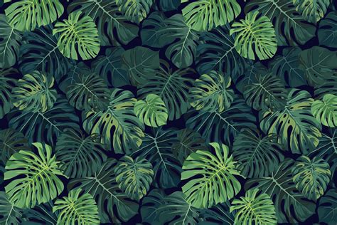 Monstera Desktop Wallpapers - Top Free Monstera Desktop Backgrounds ...