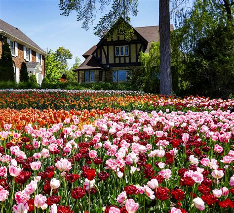 Celebrate Canada 150 at the Tulip Festival in Ottawa - BoomerVoice