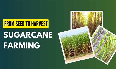 Sugarcane Farming - From Process To Challenges, A Complete Guide