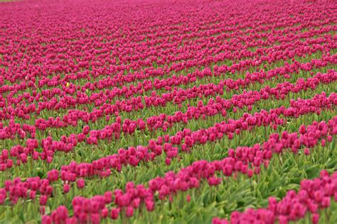 Tulip Festival in Mount Vernon Photograph by Peggy Collins - Fine Art ...