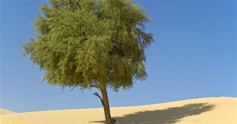 The National Tree Of The UAE: The Ghaf Tree | Connect With Nature